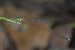 Amphicnemis gracilis