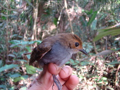 Willisornis poecilinotus