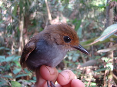 Willisornis poecilinotus