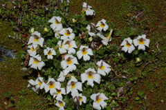 Euphrasia petriei