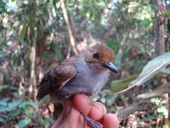 Willisornis poecilinotus