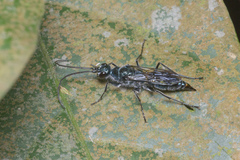 Trirogma caerulea