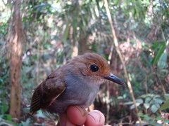 Willisornis poecilinotus