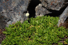 Leptinella pyrethrifolia