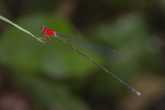 Amphicnemis gracilis