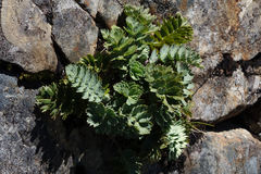 Anisotome pilifera