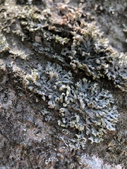 Physcia adscendens