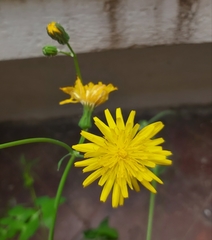 Sonchus tenerrimus