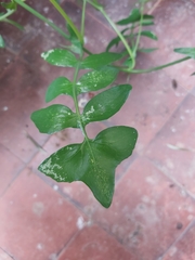 Sonchus tenerrimus