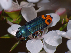 Castiarina ocelligera
