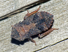 Stenocotis