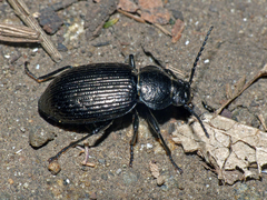 Adelium tenebrioides