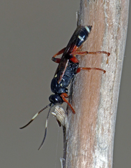 Ichneumon promissorius