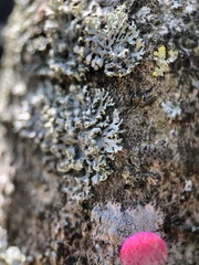 Physcia adscendens