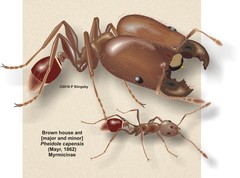 Pheidole capensis