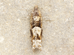 Pseudexentera sepia