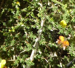Aspalathus acuminata acuminata