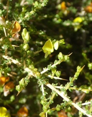 Aspalathus acuminata acuminata