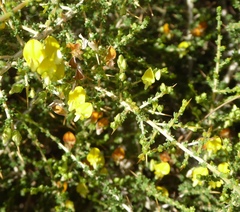 Aspalathus acuminata acuminata