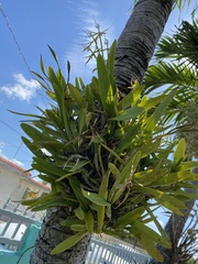 Epidendrum ciliare