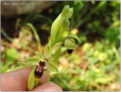 Ophrys scolopax apiformis
