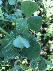 Trifolium incarnatum