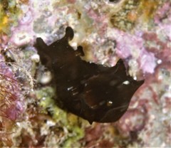 Aplysia nigrocincta