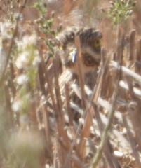 Burhinus