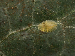 Lichtensia viburni