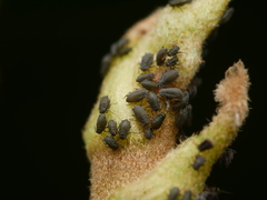 Aphis hederae