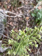 Borodinia missouriensis