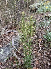 Borodinia missouriensis