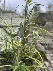 Borodinia missouriensis