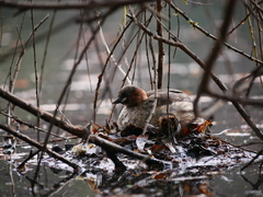 Tachybaptus ruficollis
