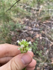Borodinia missouriensis