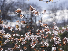 Prunus cerasifera