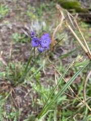 Phacelia maculata