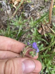 Phacelia maculata