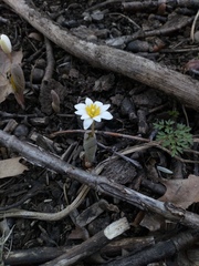 Sanguinaria canadensis