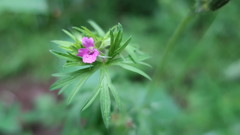 Geranium dissectum