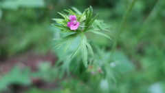 Geranium dissectum