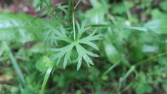 Geranium dissectum