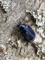 Coleoptera