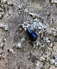 Coleoptera