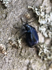 Coleoptera