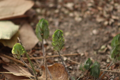 Ruellia blechum