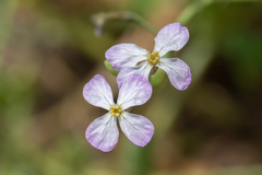 Raphanus sativus raphanistroides