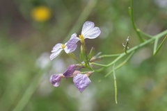 Raphanus sativus raphanistroides