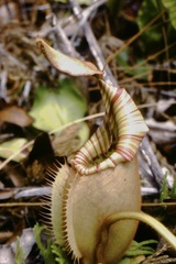 Nepenthes veitchii