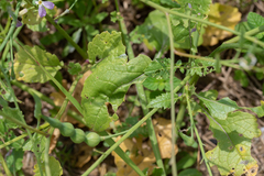 Raphanus sativus raphanistroides